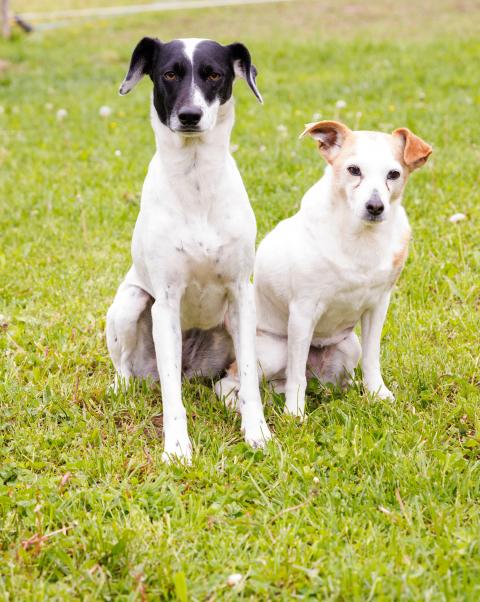 Laani und Lola